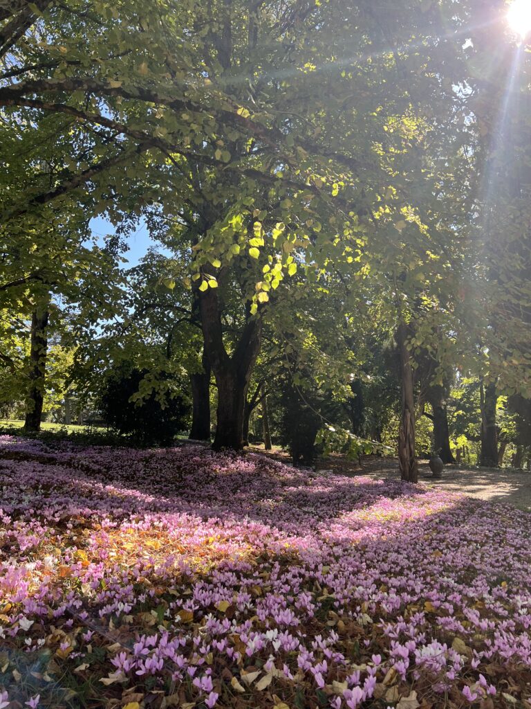 Cyclamens en automne au Domaine de Gailhaguet, été indien