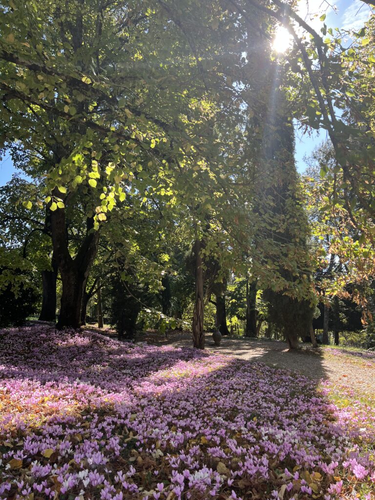 Cyclamens en automne dans le parc du Domaine de Gailhaguet