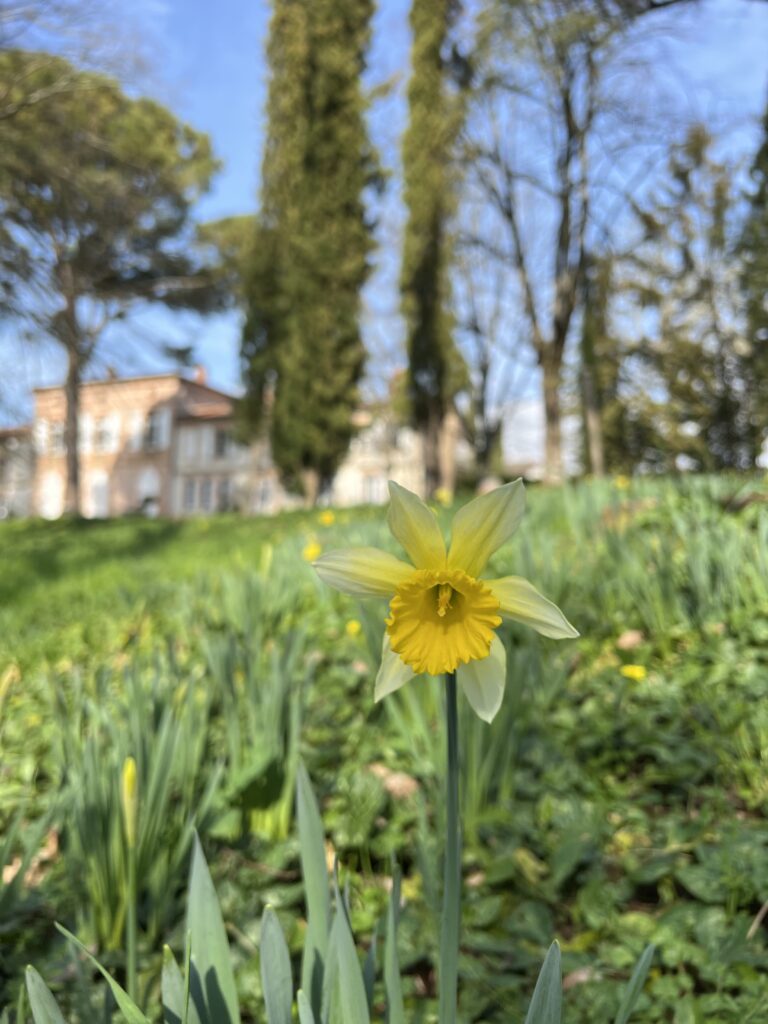 Jonquille dans le parc du Domaine de Gailhaguet au printemps