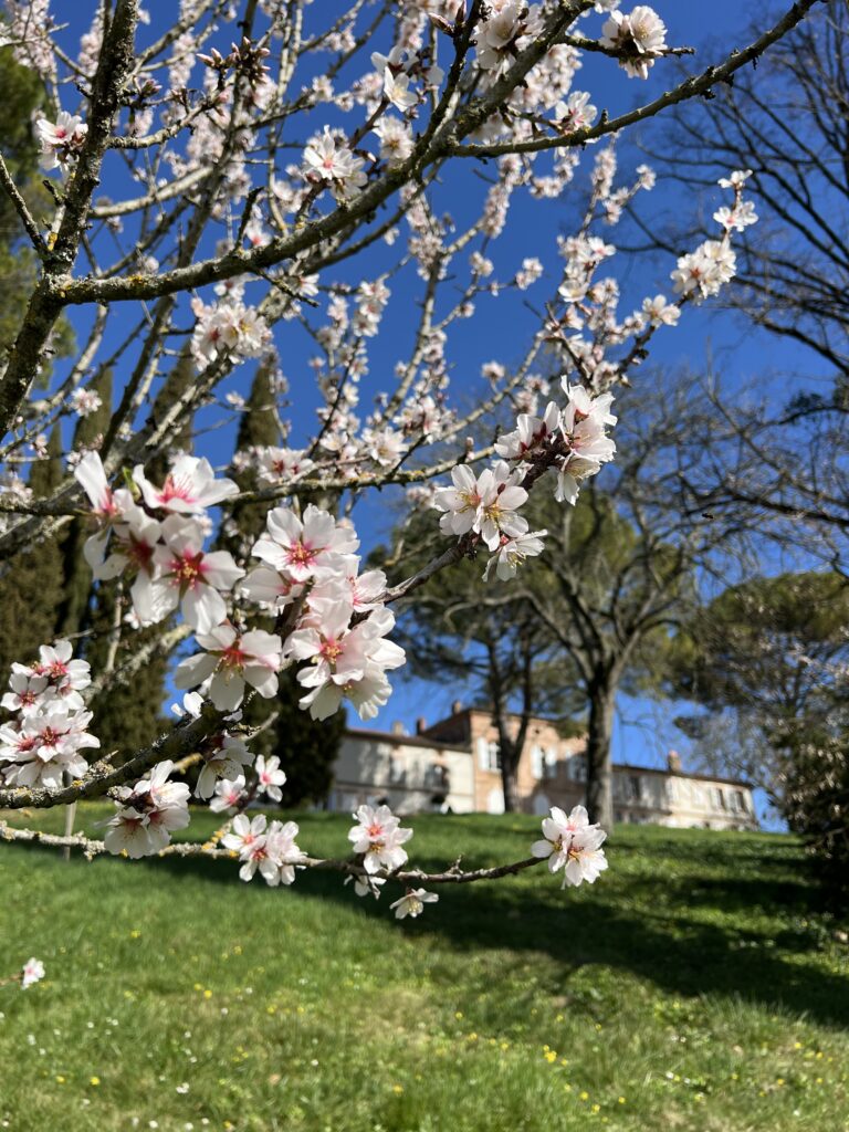 Fleurs au printemps au Domaine de Gailhaguet