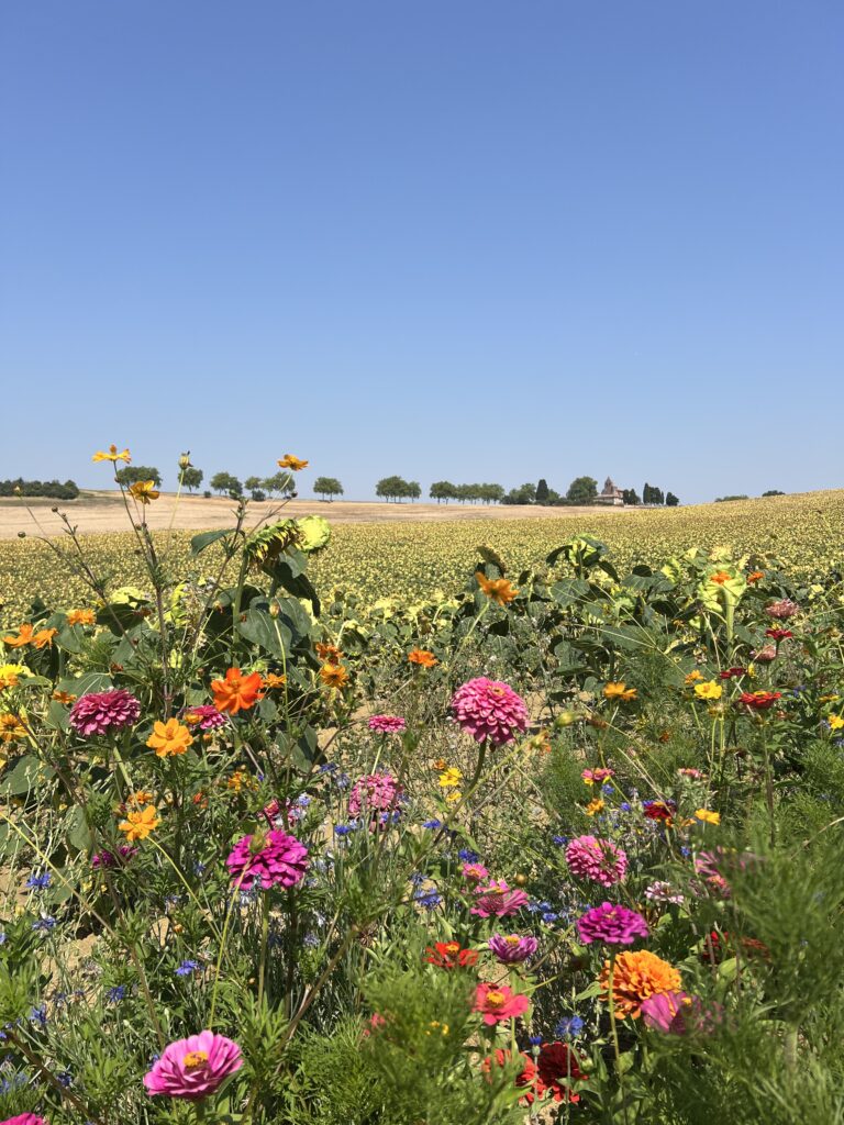 Champ de fleurs au Domaine de Gailhaguet